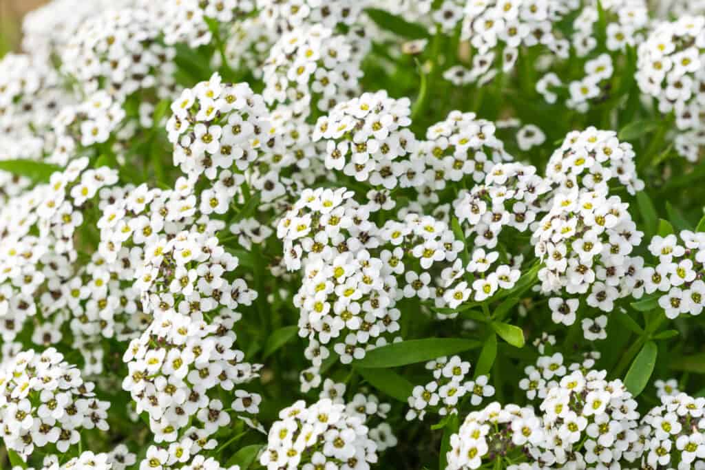 Alyssum (Lobularia maritima) flowers, California