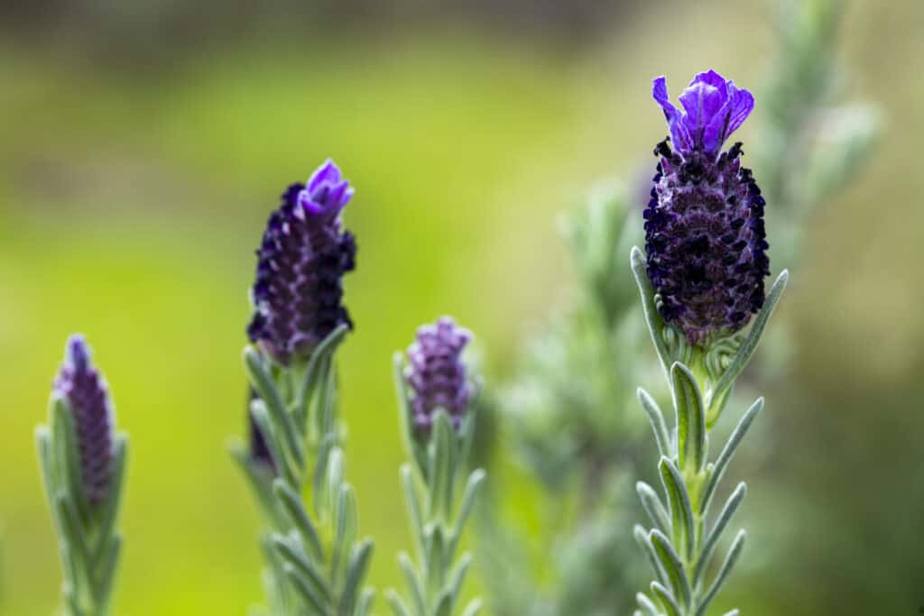 Spanish Lavender