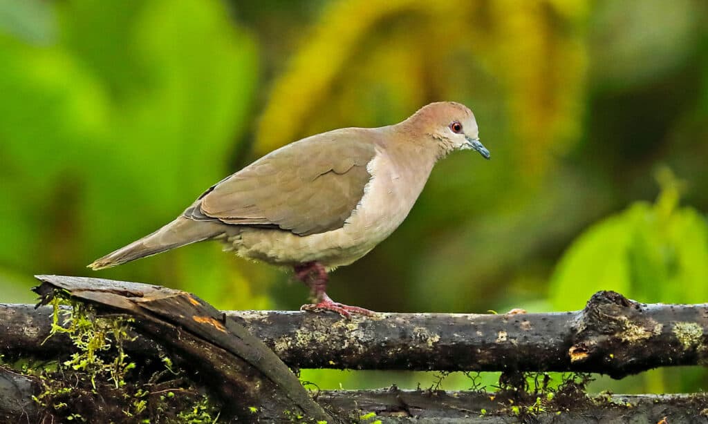 White-tipped Dove