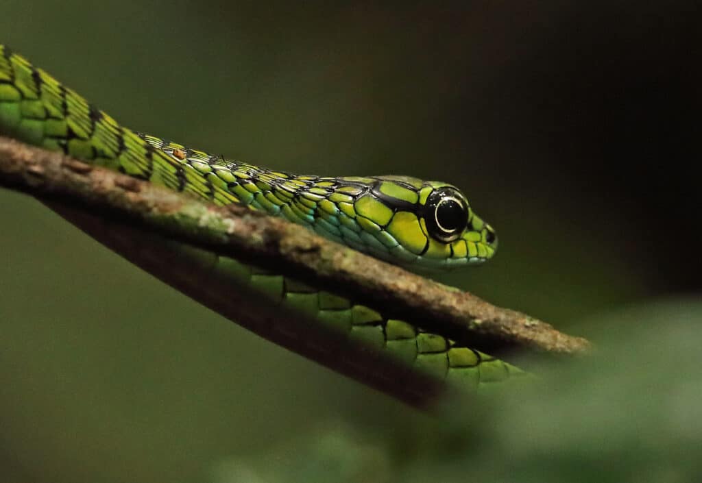Large-eyed Green Tree Snake