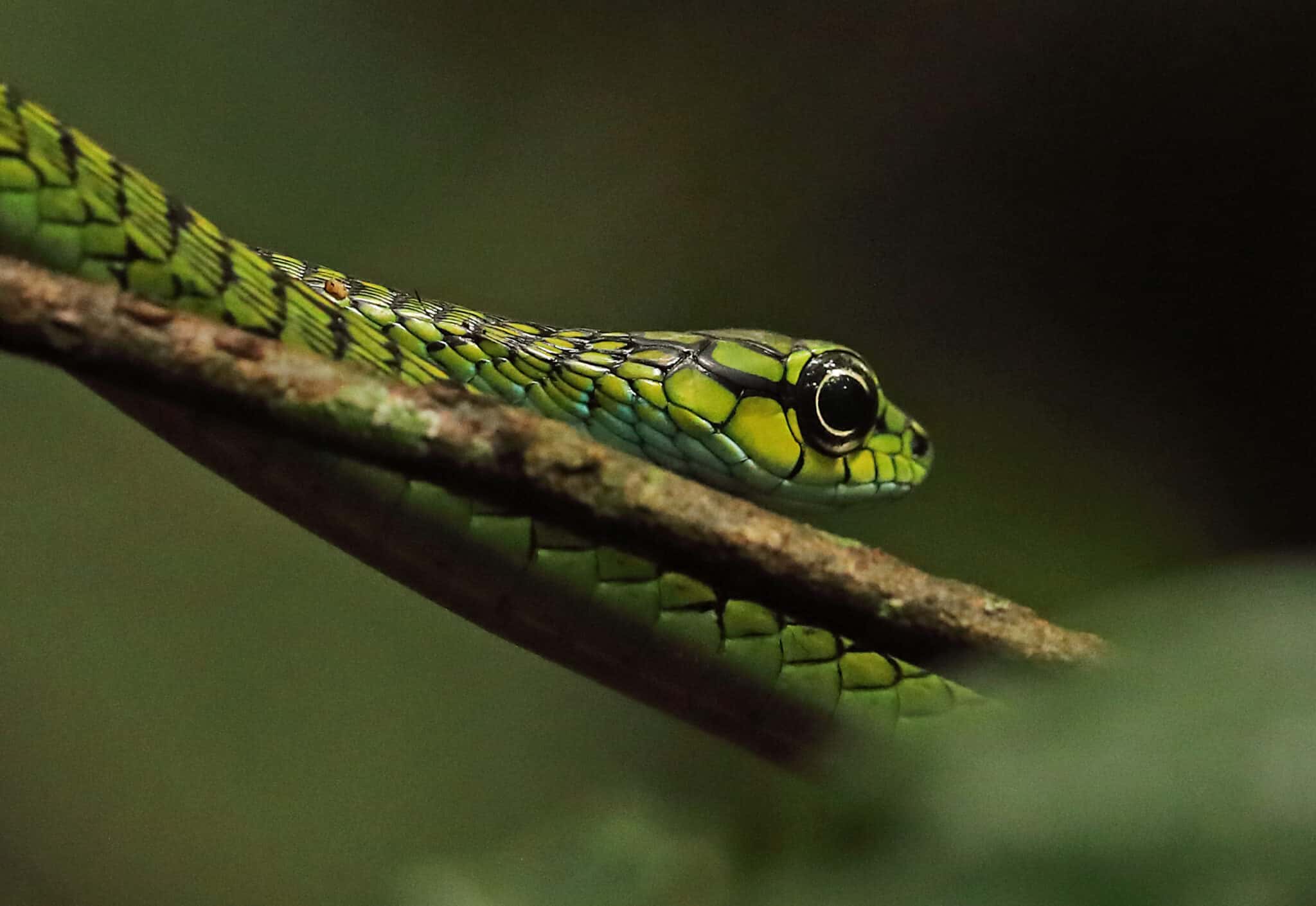 15 Snakes with the Most Stunning Eyes in the World AZ Animals