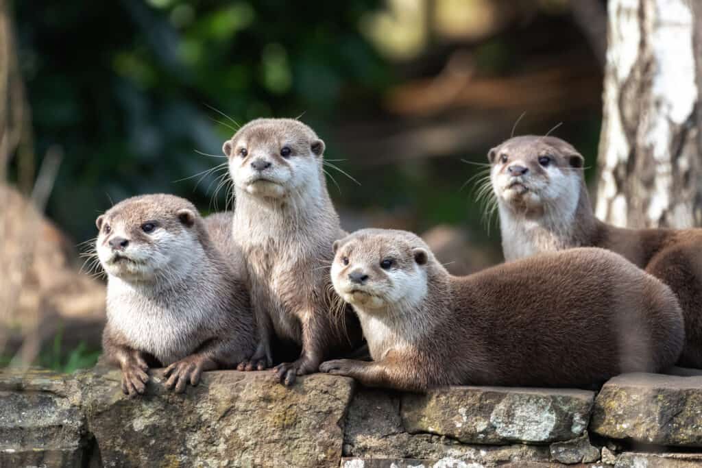 otters