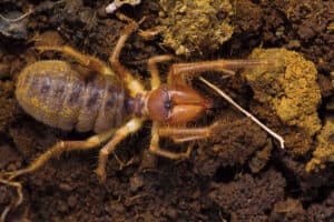 10 Incredible Camel Spider Facts photo