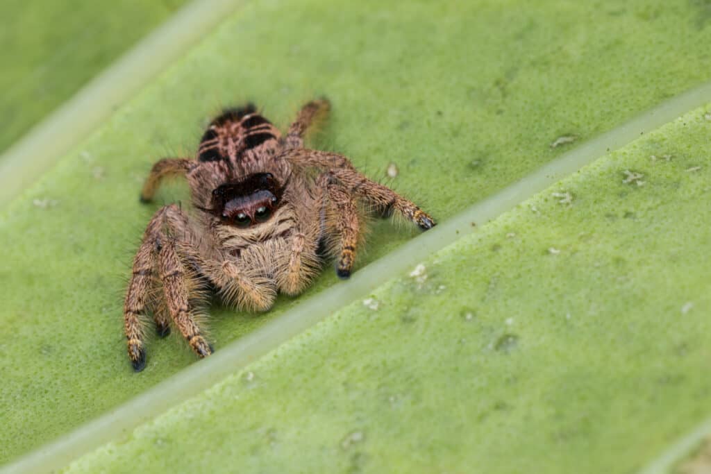 giant australian jumping spider