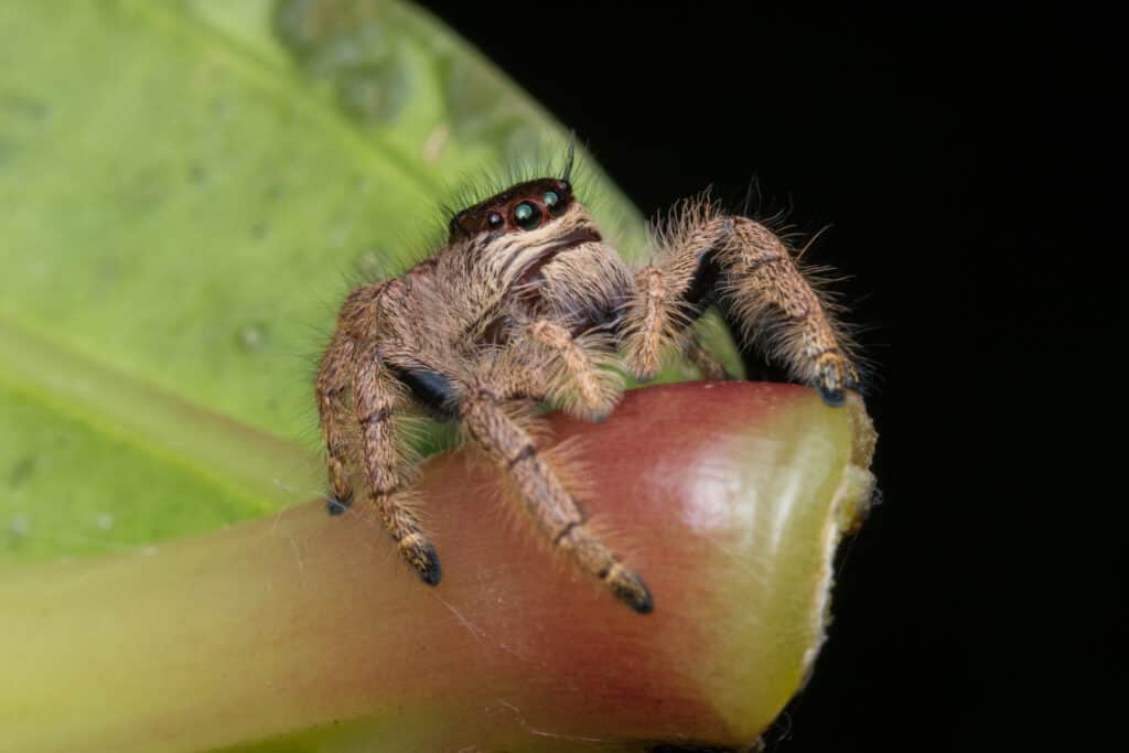 giant australian jumping spider