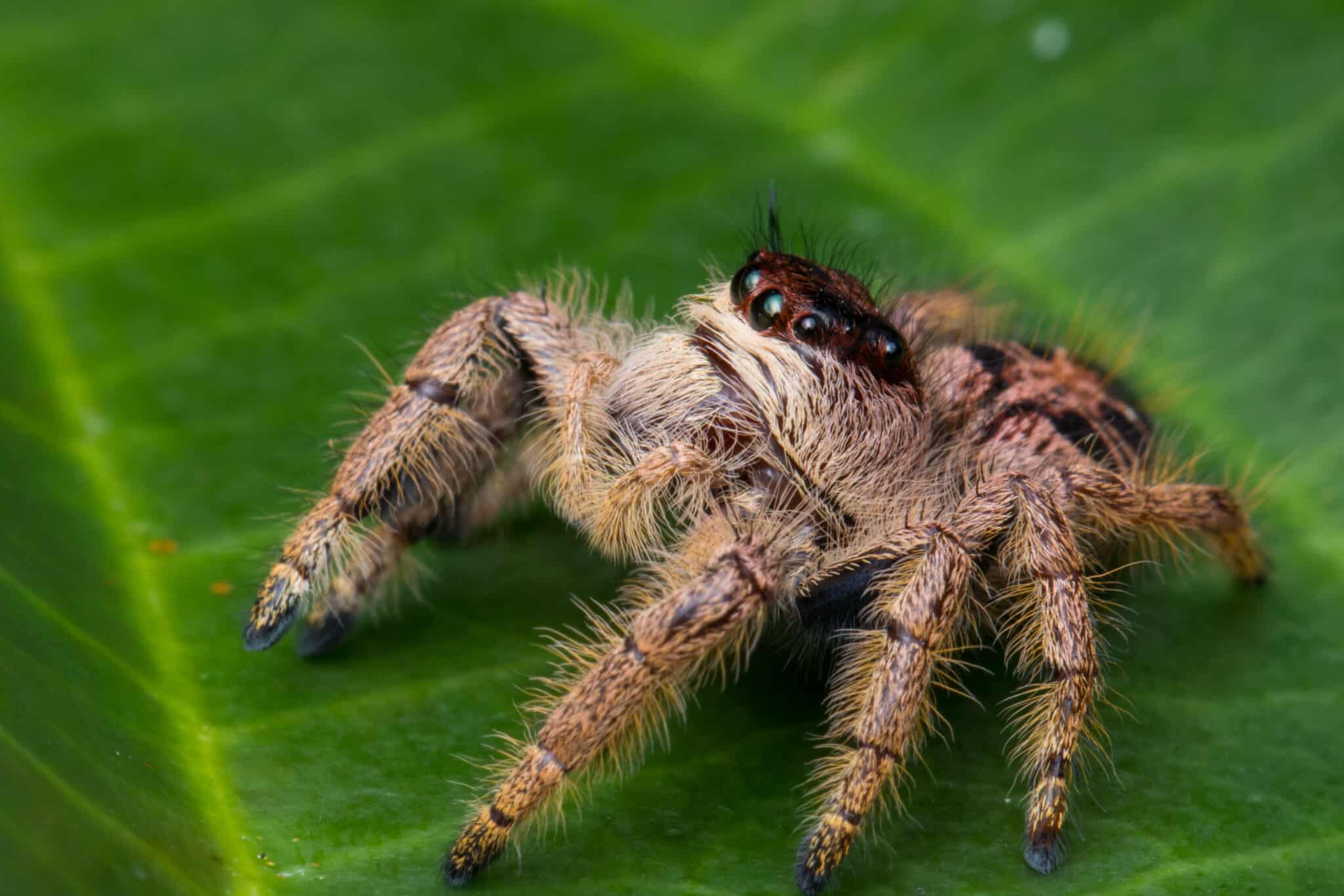 These Jumping Spiders Perform A Special Dance To Attract A Mate A Z 