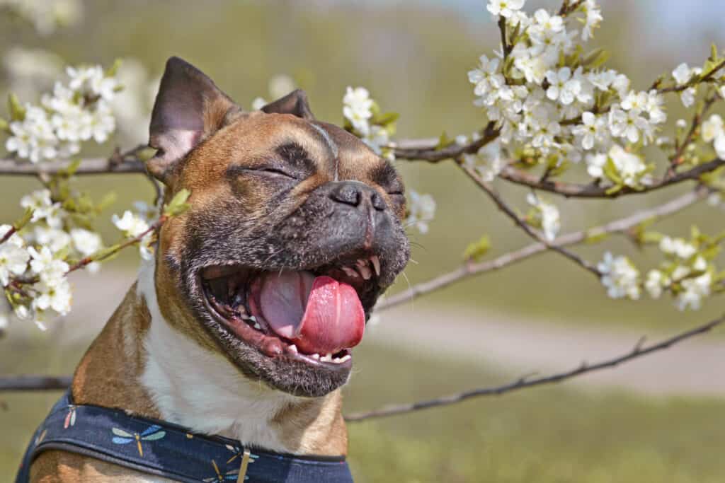 dog sneezing