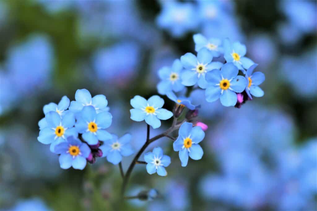 Bright Forget Me Not flowers