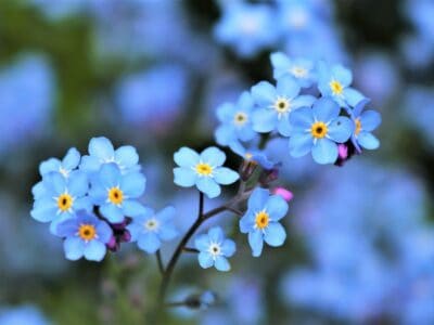 A Brunnera vs. Forget-Me-Not: 5 Key Differences