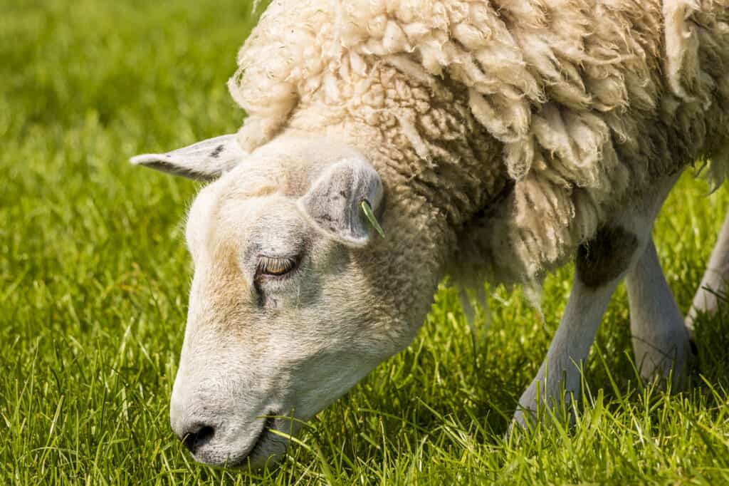 Sheep, Eating, Grazing, Grass, Ewe