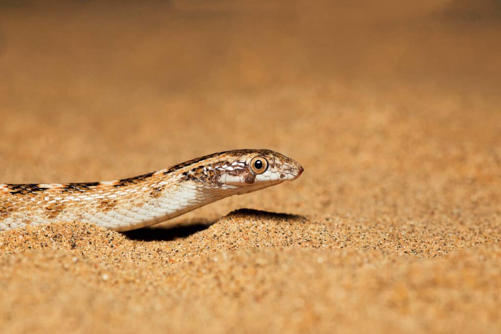 Awl Headed Snake, Lytorhynchus diadema emerging out of sand, Desert National Park, Rajasthan, India