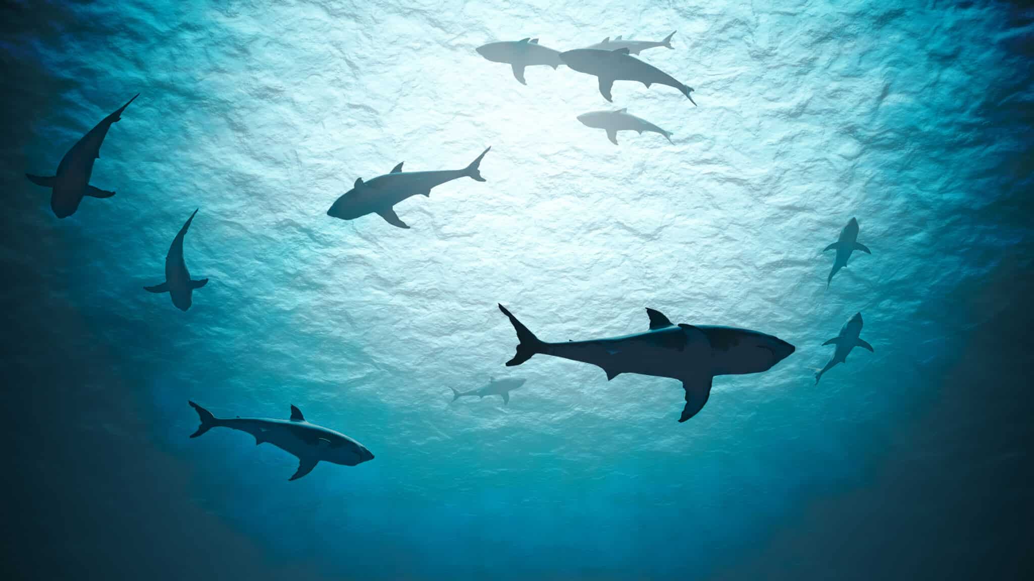 Discover The Five Most Common Sharks Found In The Chesapeake Bay! - A-Z ...