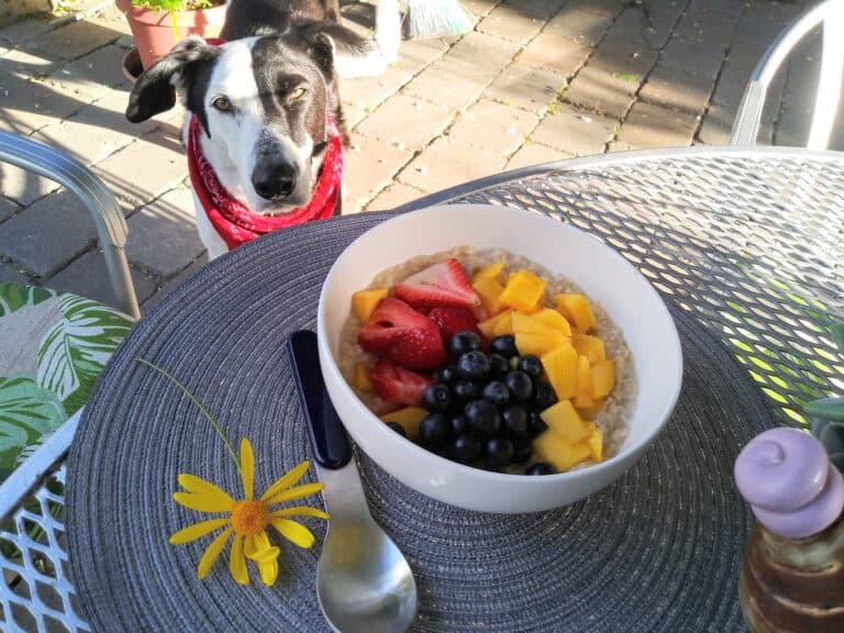 dog looking at oatmeal