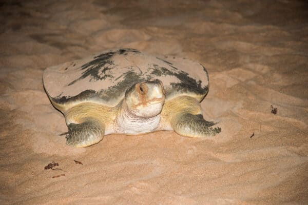 Adult nesting flatback sea turtle on Bare Sand Island in the Northern Territory of Australia