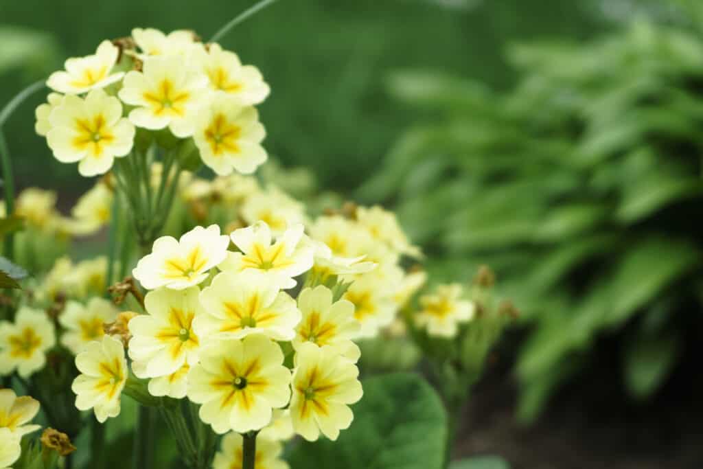 Close up of yellow abronia flowers