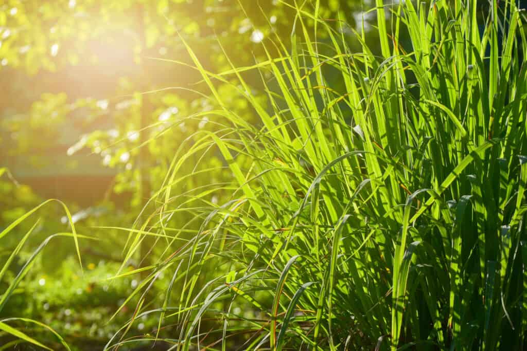 lemongrass perennial or annual