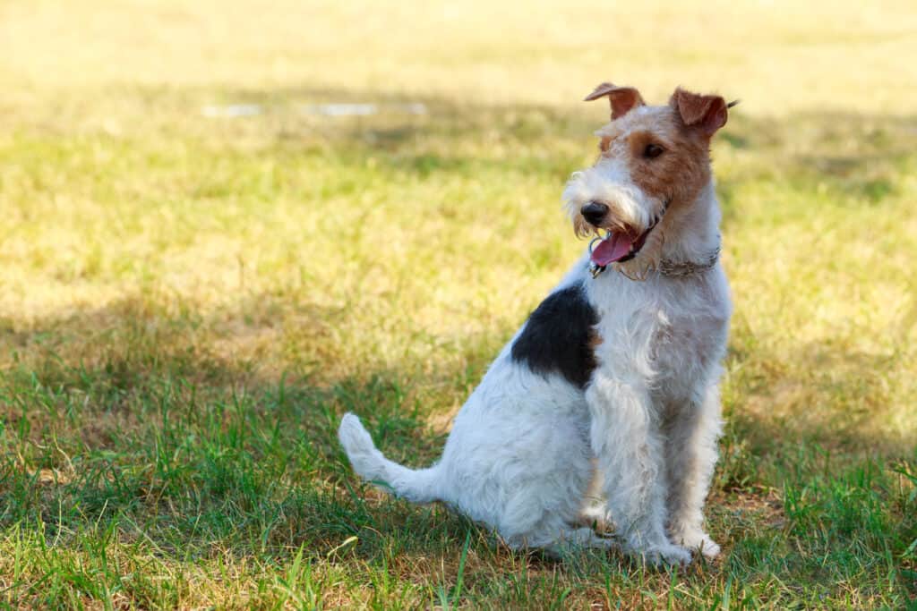 a fox terrier in the grass