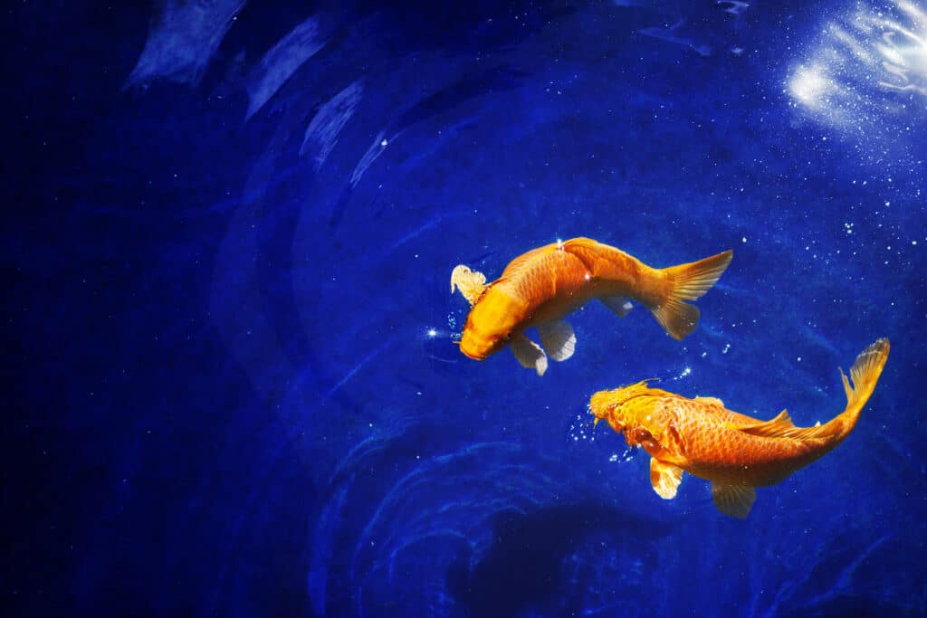 koi carp fish