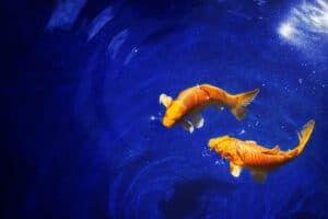 Meet the Pisces Spirit Animals & What They Mean Picture