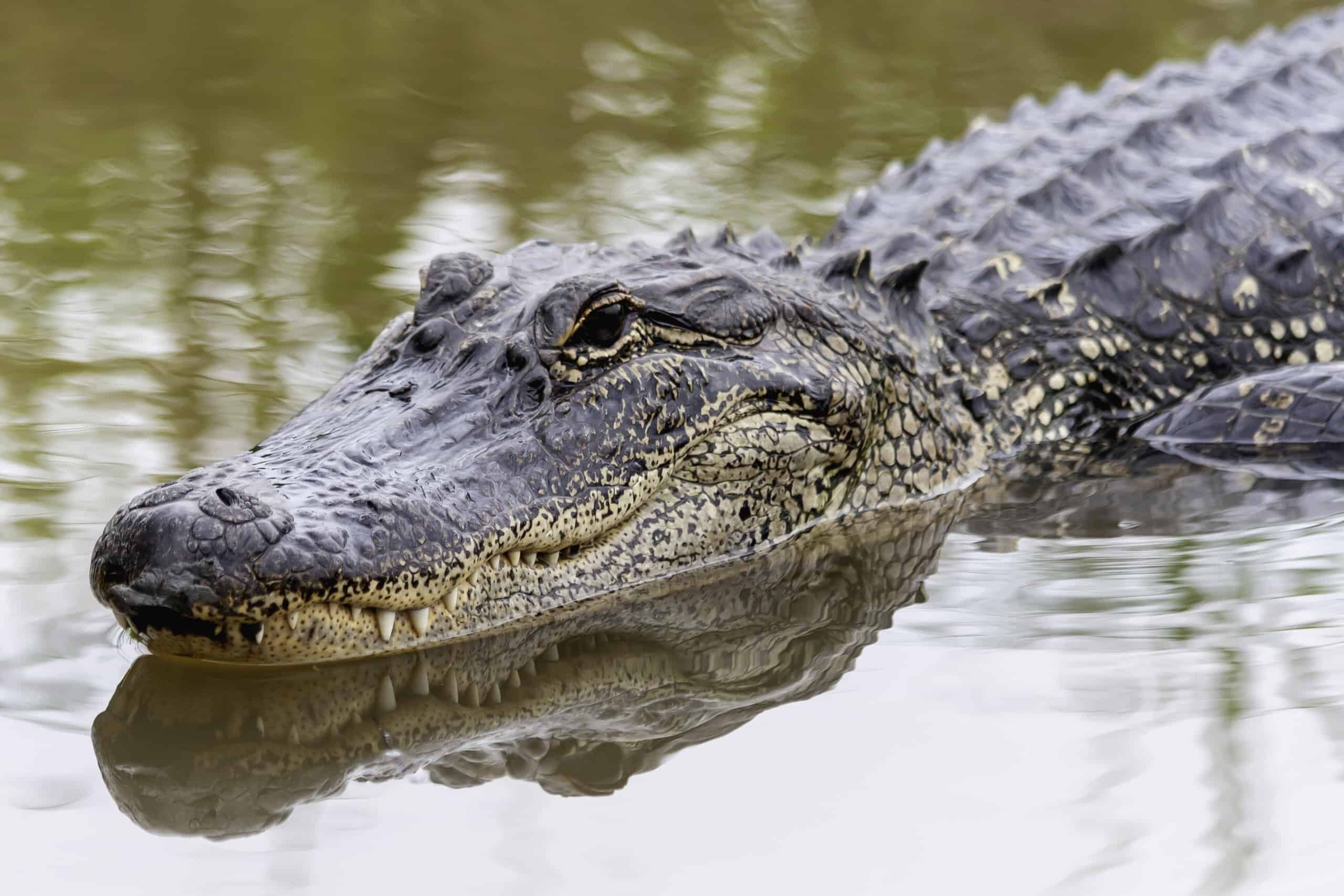 How Many Alligators Live in Florida's Sawgrass Lake? - AZ Animals