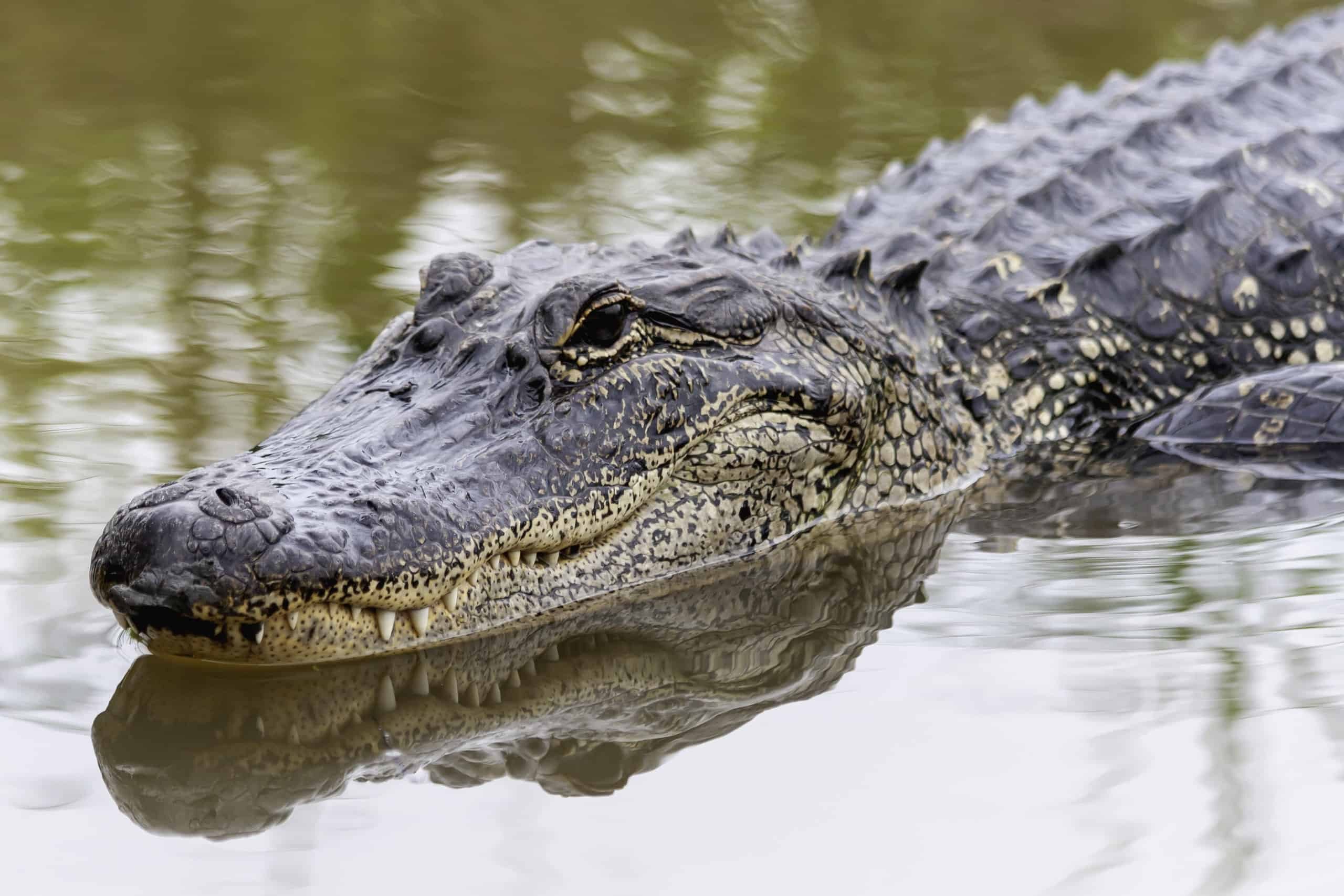 Sawgrass Mills Giant Alligator, Friendly greeter to one of …