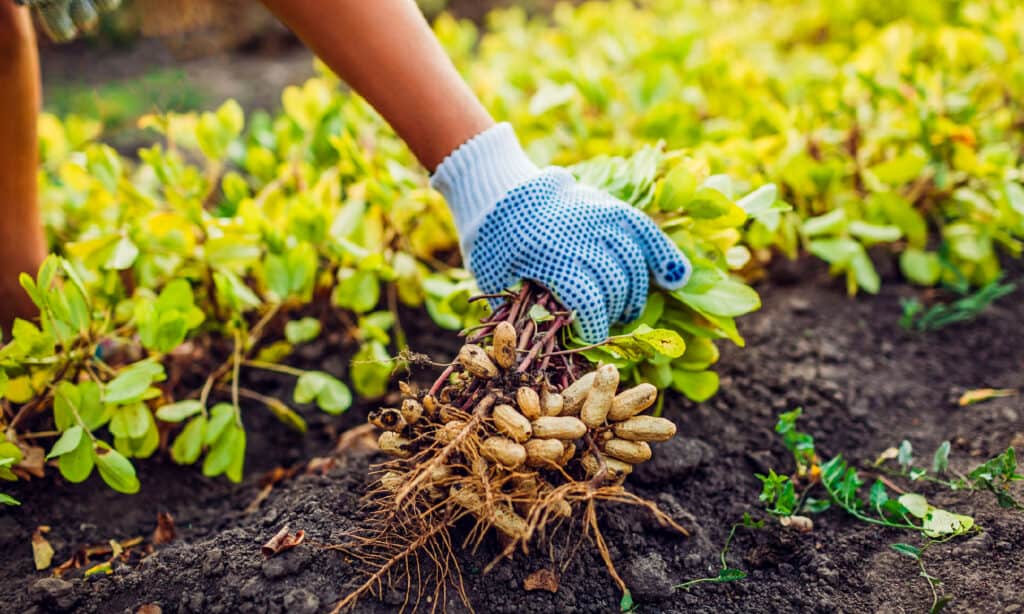 An up close image of a gardener uprooting a peanut plant from the ground. 