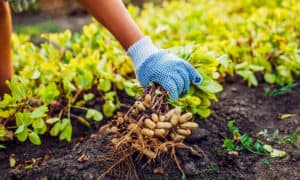 The 6 Best Children’s Books About Gardening to Instil Life Lessons Early Picture