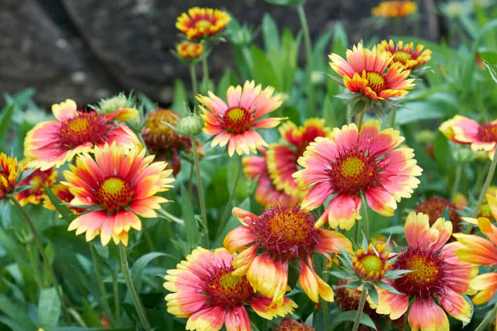 Blanket Flower (Gaillardia pulchella)