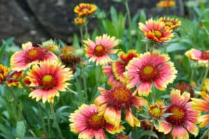 The Best Perennial Flowers for New Hampshire: 7 Flowers for a Consistent Bloom Picture