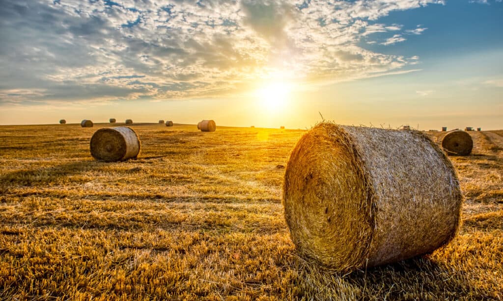 Bale, Hay, Agricultural Field, Sunset, Agriculture