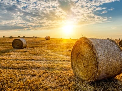 A Straw vs. Hay: What Is the Difference and Best Uses of Each