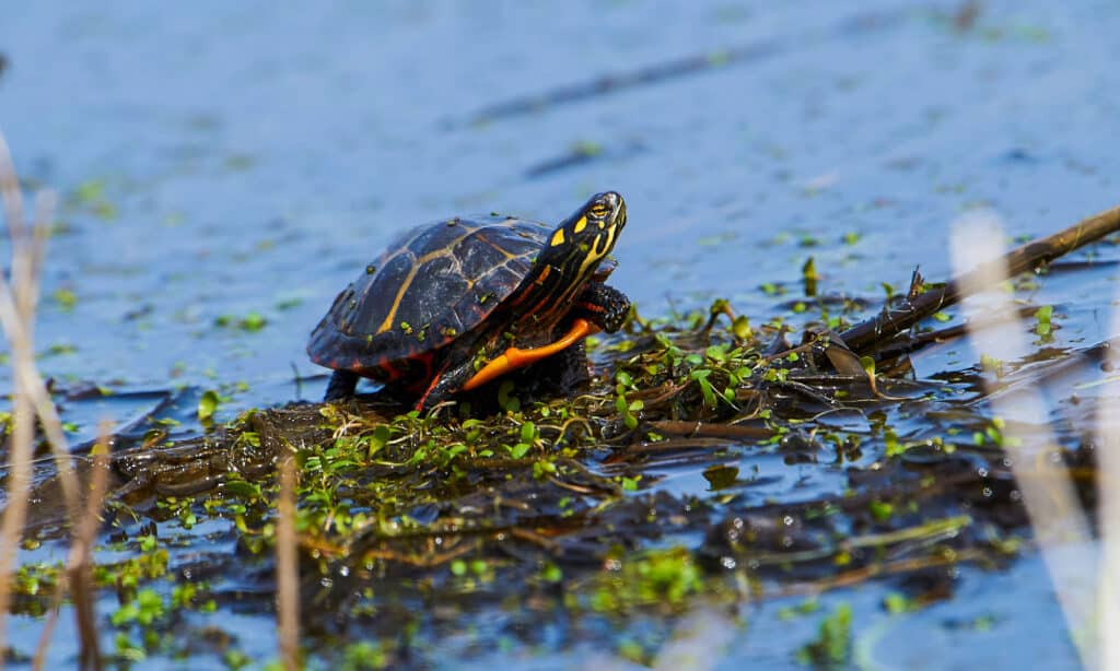 Maryland's Eastern Painted Turtle (Chrysemys picta picta)