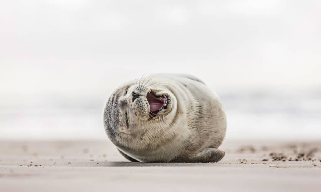 Seal - Animal, Humor, Animal, Smiling, Seal Pup