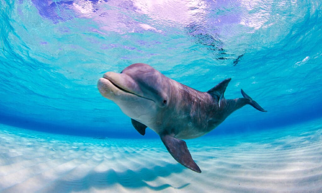 Dolphin