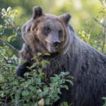 Marsican Brown Bear