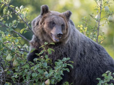 Marsican Brown Bear Picture