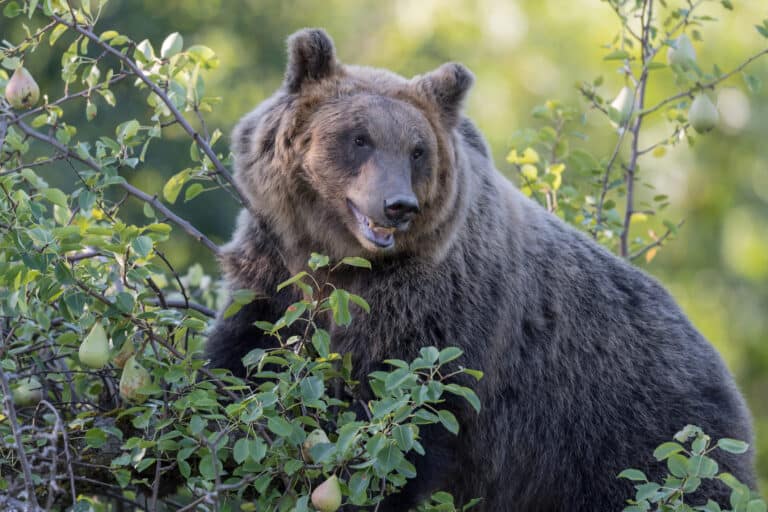 Marsican Brown Bear