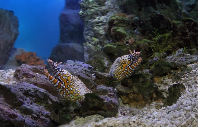 Two dragon eels poking their heads out of their hiding places among stones and coral