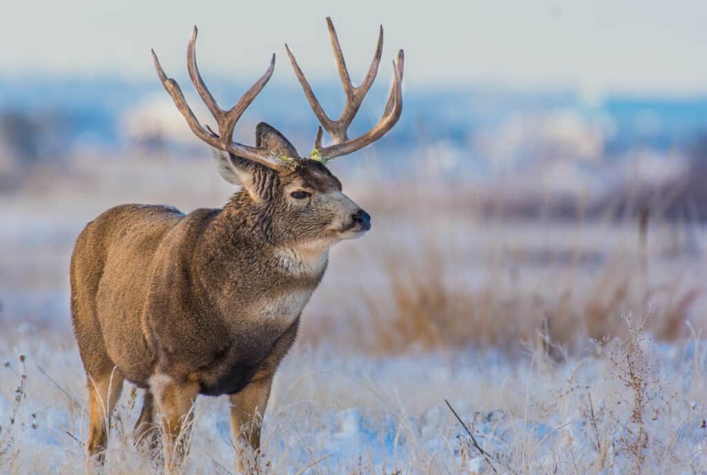 A Massive Mule Deer Buck in a Snowy Meadow
