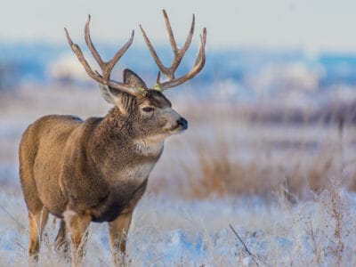 A Deer Season In Washington: Everything You Need To Know To Be Prepared