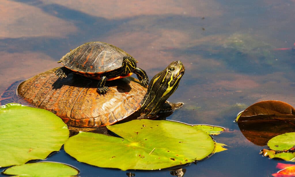 Northern Red-Bellied Cooter (Pseudemys rubriventris)