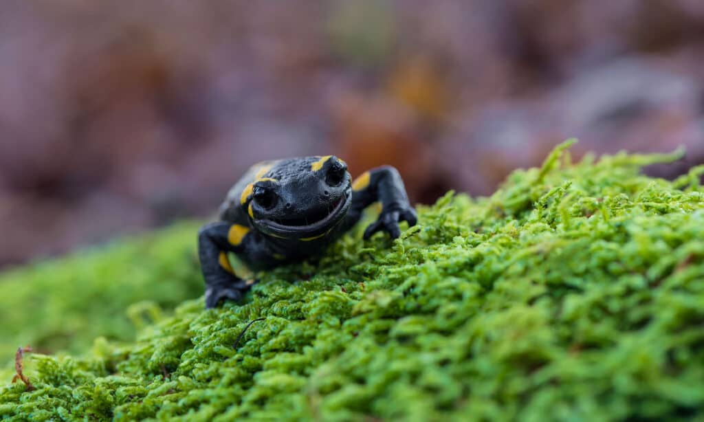 Fire Salamander, Mouth, Spotted, Teeth, Amphibian