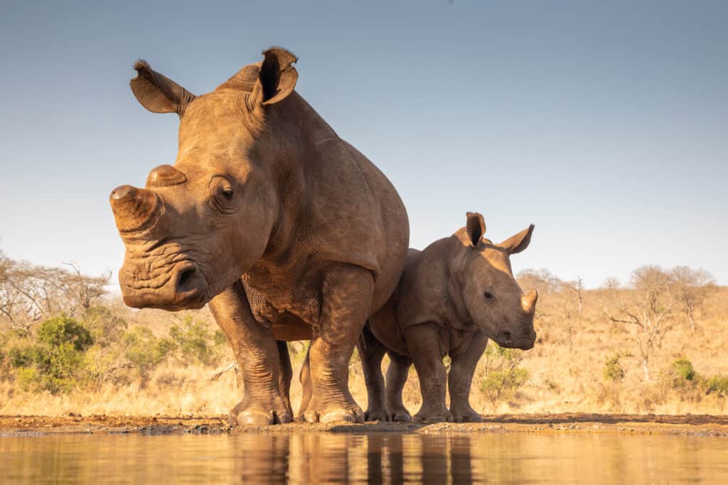 picture of javan rhinoceros