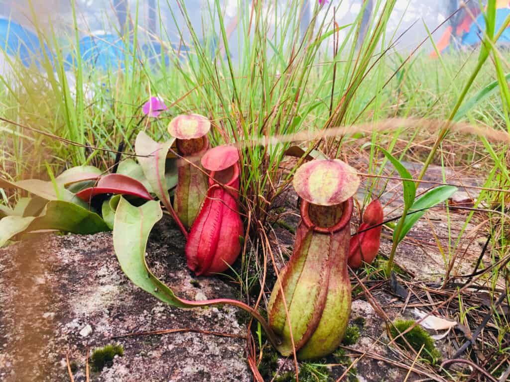 Tropical pitcher plants or monkey cups in forest