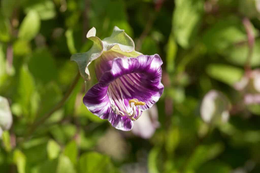 cup and saucer vine