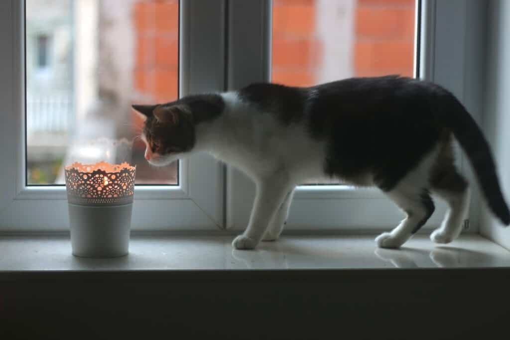 Cat looking at candle