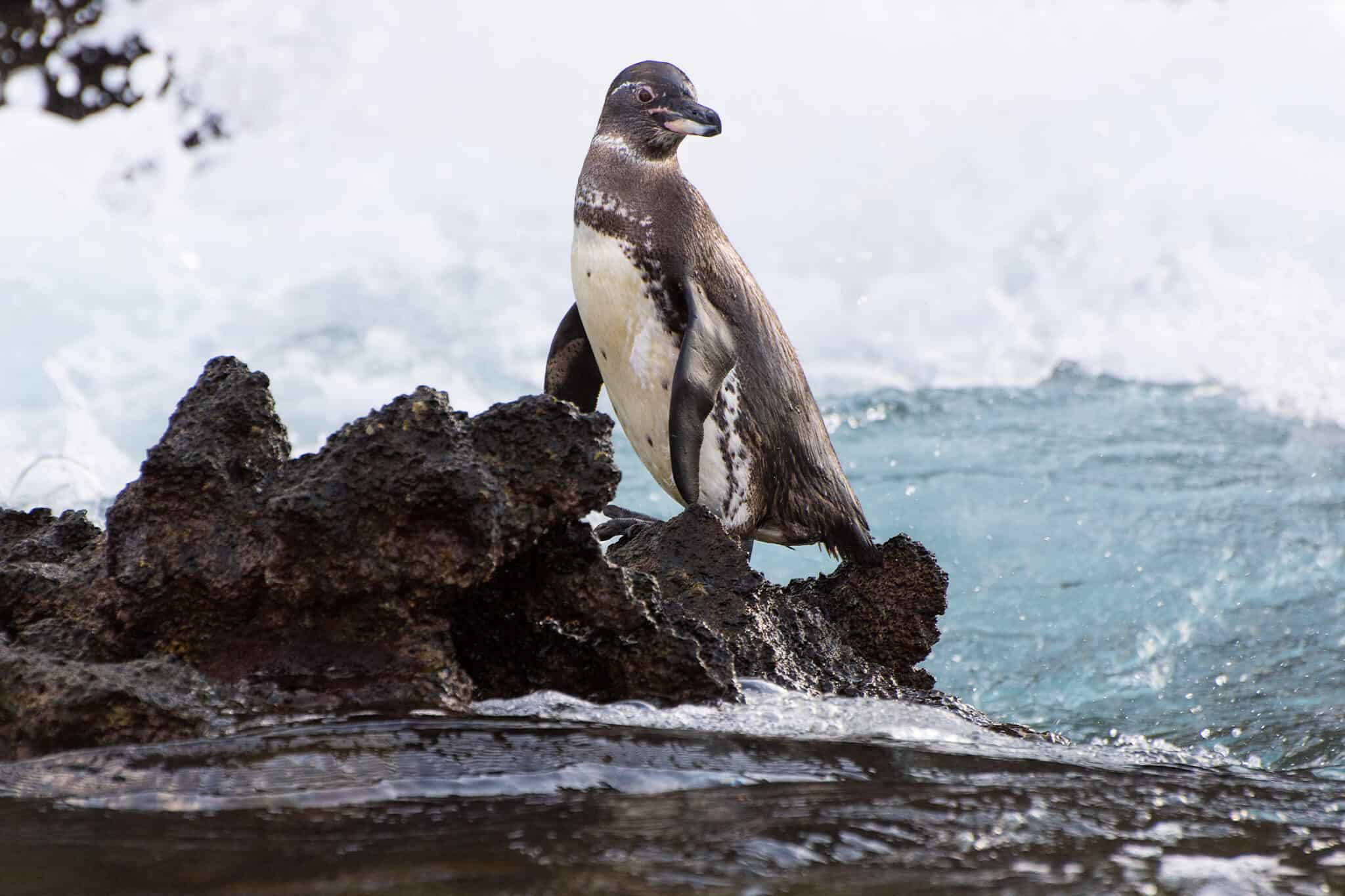 10 Incredible Galapagos Penguin Facts - A-Z Animals