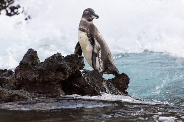 Galapagos penguin (spheniscus mendiculus) standing on the rocky shore in the Galapagos Islands.