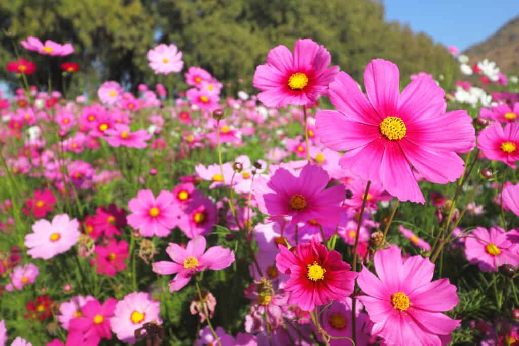Cosmos flowers growing in a yard or garden,