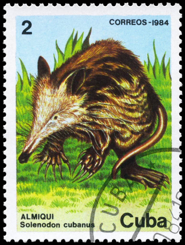 Solenodon cubanus stamp from Cuba